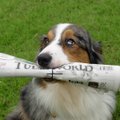 PÄEVA ANEKDOOT: Kui koer tunneb häid kombeid
