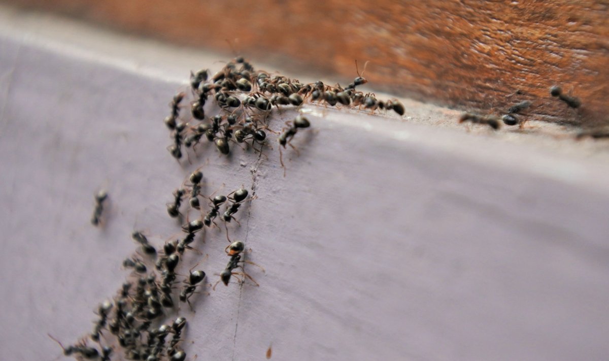 Mustad sipelgad teevad pesa tihtilugu hoonete vundamendi servadesse.