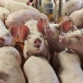 Eestis on sigadelt levivat e-hepatiiti registreeritud inimestel kahel korral