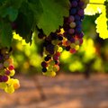 В Любляне раздадут под опеку виноградные лозы