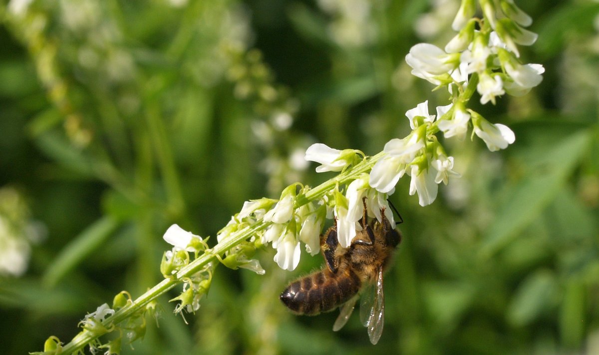 Et nektar erituks vajab valge mesikas peale sooja ka niiskust.