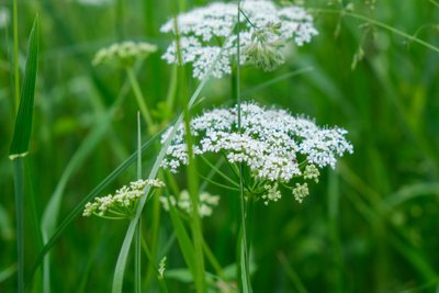 Daucus carota