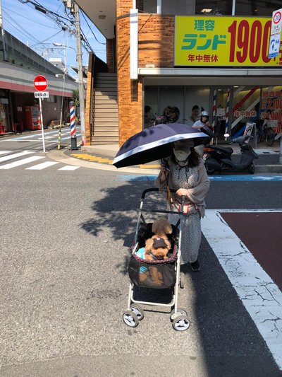 Ka koeral on kuumas Tokyos müts peas.