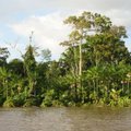 В джунглях Амазонки обнаружено нетронутое цивилизацией племя