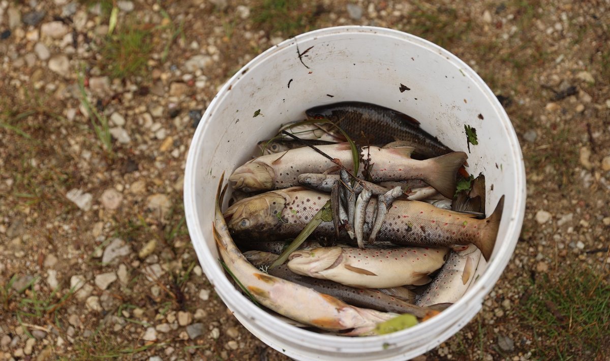 Siloreostuse tõttu hukkunud Umbusi jõe kalad.