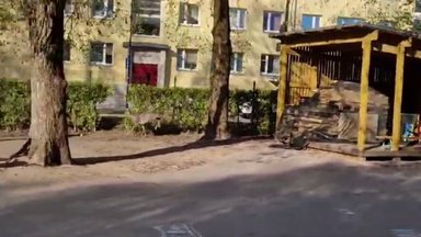 VIDEO | Tartu kesklinna eksinud kits jäi auto alla ja hukkus
