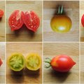 AIAHOOLIKU BLOGI | Lemmikutest tomatisortidest, mida ka järgmisel aastal kasvuhoones kasvatada