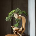 Kannatlikult kujundatud ilu - kuidas hooldada bonsaid?