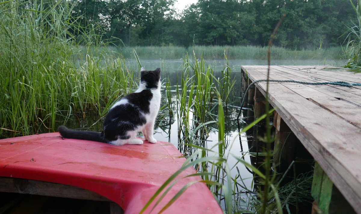 Kui jõgi on aia pikendus ja ilusaid vaateid saab nautida rohimata ning koos kassiga.