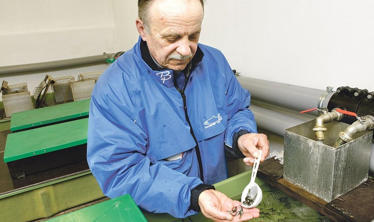 Et kalakarja taastada, on Aarne Liiv ostnud Taanist sisse forellimaimusid.