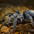FOTOD: Arahnofoobikutele mittesoovitatav: Eesti Loodusmuuseum esitleb eksootilisi ämblikke