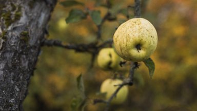 Miks on õunad justkui tahmakirmega kaetud ja mida nüüd ette võtta?