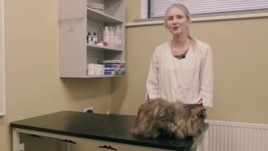 Õpetlik VIDEO | Kuidas puhastada kassi kõrvu