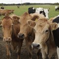 Россельхознадзор ввел ограничения на поставки говядины из Румынии