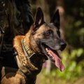 ФОТО | Первую служебную собаку специального подразделения полиции K-komando проводили на пенсию