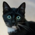 Musta kassi kuul leidis uue kodu rekordpalju kasse
