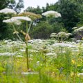 Kümnendik karuputkekolooniatest kasvab Saaremaal
