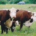 Kui eetiline on eraldada piimakarja vasikad lehmadest kohe pärast sündi? Teadlased: saab ka teisiti, kui nõustume kallima piimaga