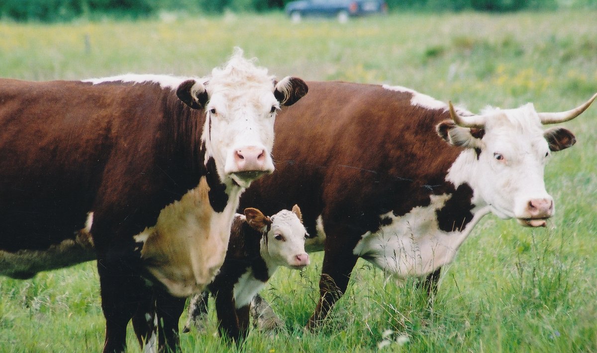 LEHMAPERE: See on pilt, mida (piima)farmides ei näe. Piimalehma vasikad eraldatakse praegu emadest päeva vanusena. Mujal maailmas on tarbijaid, kes peavad seda liiga jõhkraks ja nõuavad piima farmidest, kes emadel-vasikatel koos kasvada laseks.