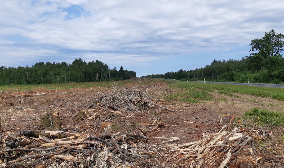 Tänavu on Risti-Virtsu maantee ääres uue kõrgepingeliini ehituse jaoks mitmel kilomeetril metsa maha võetud