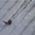 VIDEO: Ekstreemsportlasest lind sõidab lumelauaga üles-alla