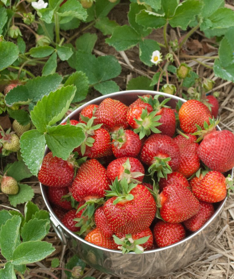 Maasika frigotaimed annavad juba esimesel aastal korraliku saagi.
