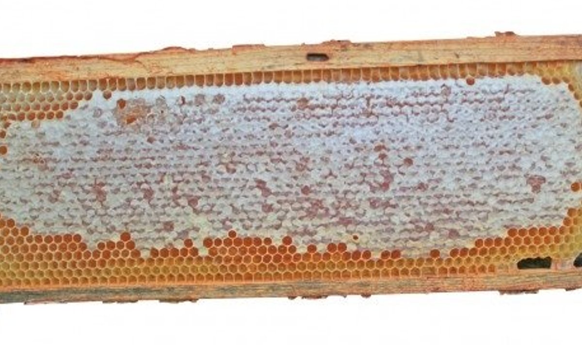 Kui kärg on kaanetatud rohkem kui pooles ulatuses, on mesi selles valminud.