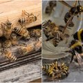 Mesilased, herilased, kimalased. Mida nendega peale hakata, kui nad näiteks tuppa on pesa teinud?