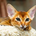 Lõimiv veterinaaria päästnuks kassi elu? Loomaarst: üleravimine ja vale toit rikuvad üha enam lemmikute tervist 