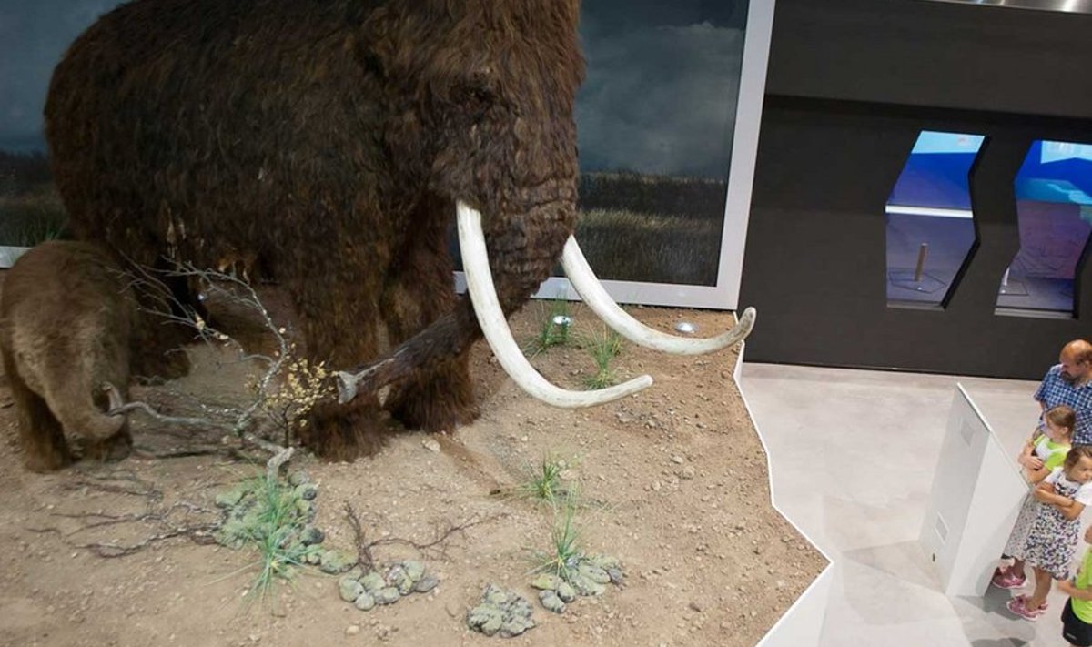 Rekonstruktsioon kolme meetri kõrgusest mammutiemast koos pojaga on sarnaselt teistele keskuse loomatopistele valmistatud Eestis Studio Virdises. (Foto: Leonid Nikolajev)