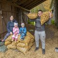 Läänemaa viimane kartulikasvataja toetusi ega lisatööjõudu ei kasuta