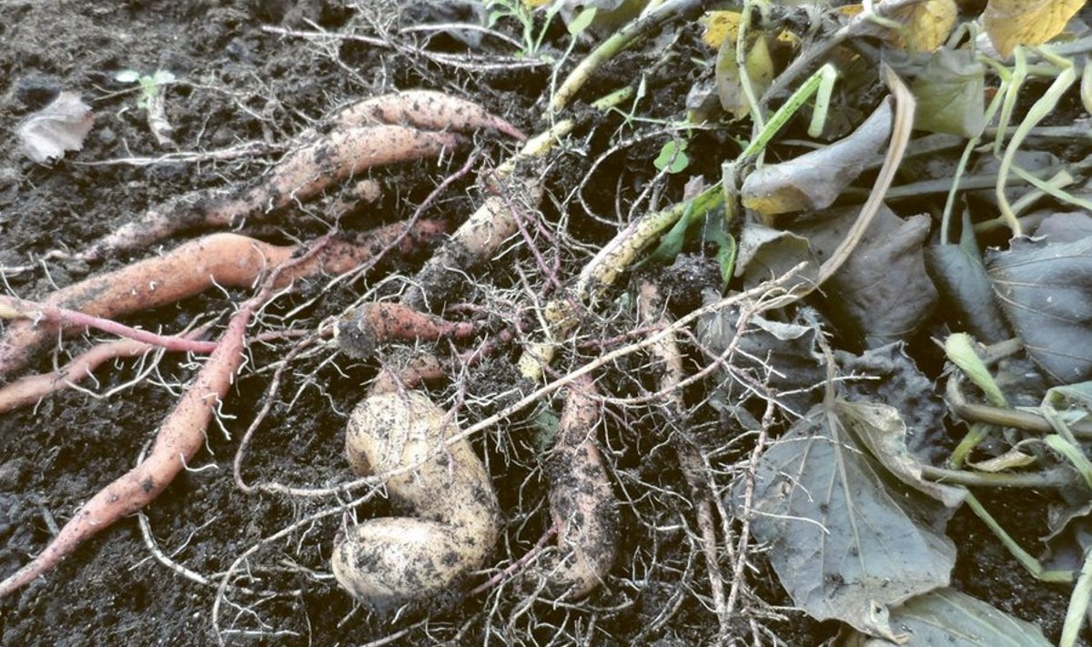 Eestis kasvanud bataadimugulad. Meie kliimas nad oma täit suurust  ei saavuta. Foto: Heli Kuusk