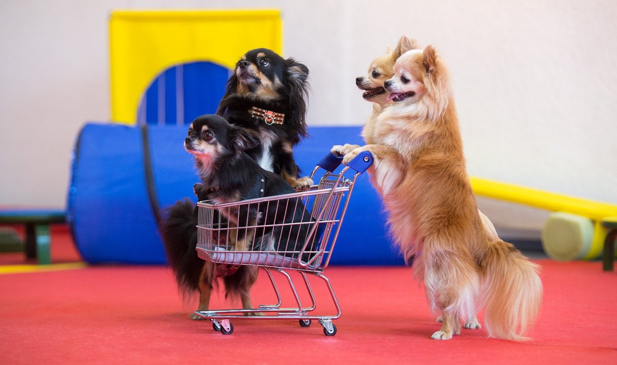 Chihuahuad trikitrennis