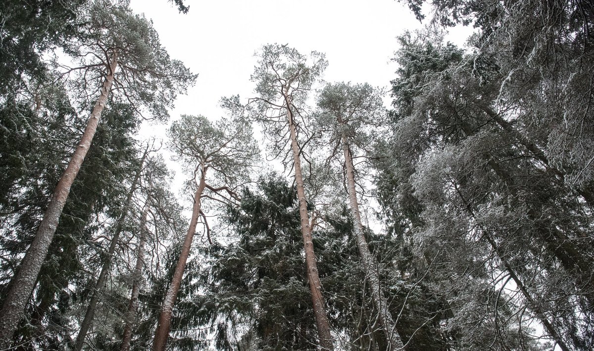 Hiiumaa põlismetsad on meie lähiriikide võrdluses täiesti ainulaadsed, mistap oleks hea mõte neid rohkem kaitsta.