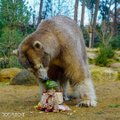 FOTO | Tallinna loomaaia kasvandik jääkaru Aron sai Prantsusmaal sünnipäevakingiks tordi