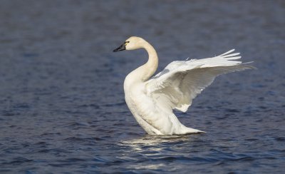 Laululuik – rahvuslind