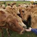 Maatõu piimatoodangu rekordi haaras Pipi