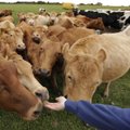 Eesti Maakarja Selts: Eesti vanim piimaveise tõug vajab suuremat kaitset
