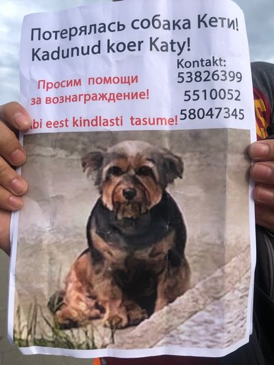Кети ищут всем Таллинном