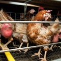 FOTOD: Eestis müüdavate kanamunade julma tootmisprotsessi telgitagused on jõudnud avalikkuse ette