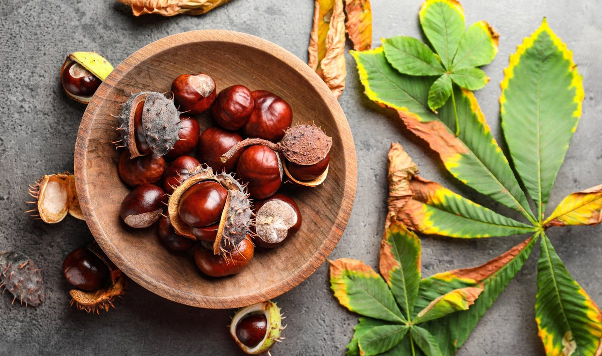 Horse,Chestnuts,And,Leaves,On,Grey,Table,,Flat,Lay