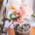 Kuidas oma orhidee uuesti õitsema saada?