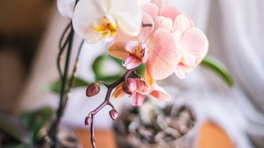 Kuidas oma orhidee uuesti õitsema saada?