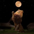 Jõulise mõjuga Lõvi sodiaagimärgi täiskuu toob kaasa emotsionaalse aja