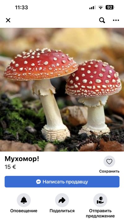 В продаже можно найти и мухоморы