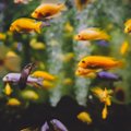 4 nõuannet, kuidas tagada akvaariumikalade heaolu ise kodust eemal olles