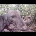 VIDEO | Amazonase metsadest leiti äärmiselt haruldane imetaja