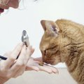 Kuidas vähendada lemmiklooma arstikartust