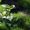 Kiika aeda: teeleht — tagasihoidlik, kuid kõikvõimas ravimtaim