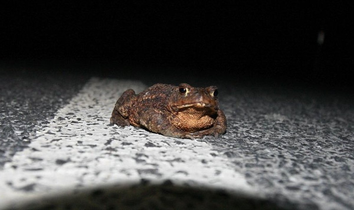 Konna teekond maanteel on nagu vene rulett, kus eluga pääsemine sõltub pelgalt õnnest. Konnatunneleid meil veel ei ole. Foto: Rein Sikk